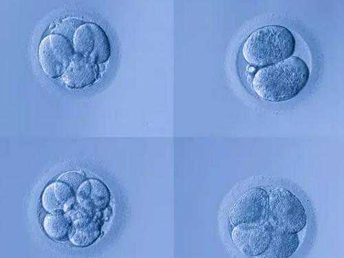 有多少女人能接受供卵，什么是淮南助孕第三代试管婴儿遗传学诊断术