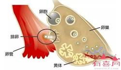 广州供卵医院~广州借卵生子流程~，孕中期五种胎教方法大放送