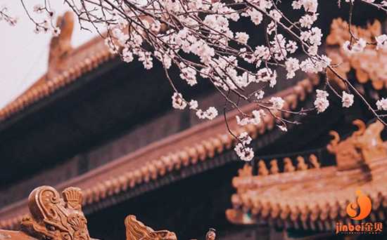 北京紫朵朵地下供卵,北京旅行|春意盎然在墙头 故宫赏杏花攻略