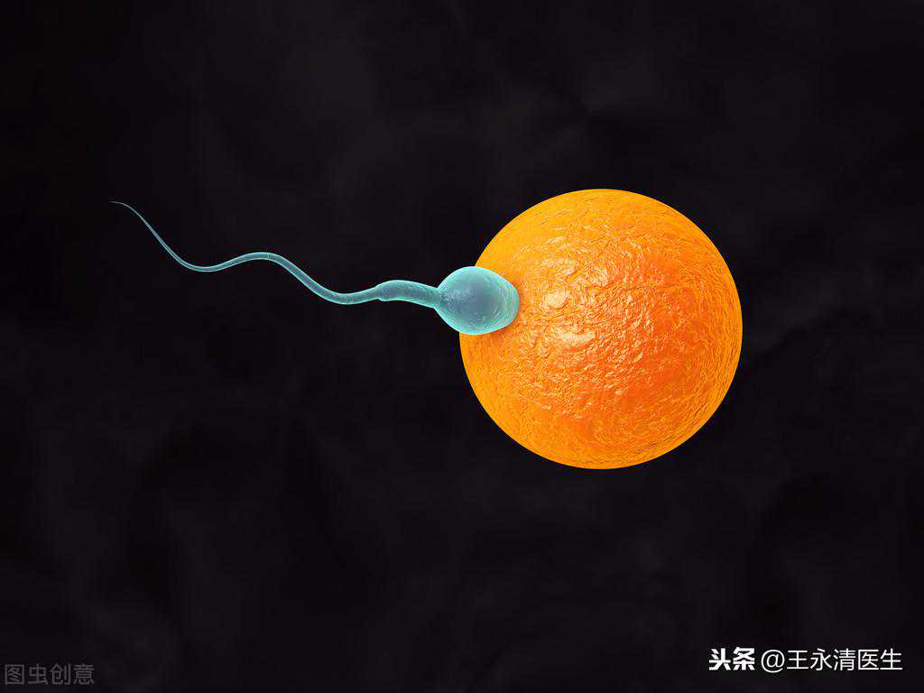 「好奇」精子和卵子相遇之前到底经历了什么?备孕的您也想知道吧?